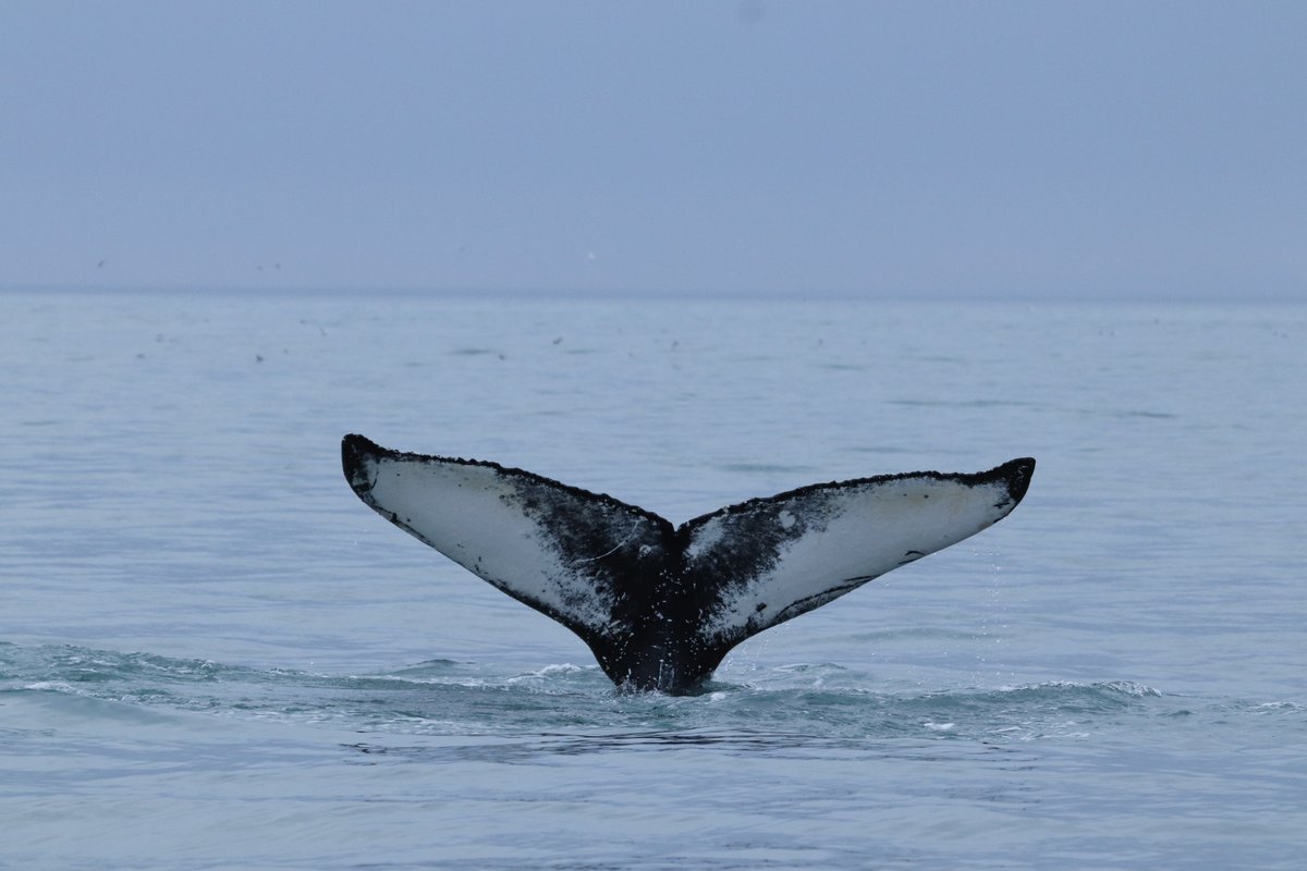Whale Wise (@whalewiselive) on Twitter photo This week we (with some our collaborators) have been lucky to share our work at the 24th Biennial Conference on the Biology of Marine Mammals! This conference is a great opportunity to share our work and learn from others. <a href="/SoundScienceAK/">Sound Science Collective</a> <a href="/GeosciencesEd/">School of GeoSciences @ University of Edinburgh</a> <a href="/Haskoli_Islands/">Háskóli Íslands</a> #SMM2022 This week we (with some our collaborators) have been lucky to share our work at the 24th Biennial Conference on the Biology of Marine Mammals! This conference is a great opportunity to share our work and learn from others. <a href="/SoundScienceAK/">Sound Science Collective</a> <a href="/GeosciencesEd/">School of GeoSciences @ University of Edinburgh</a> <a href="/Haskoli_Islands/">Háskóli Íslands</a> #SMM2022