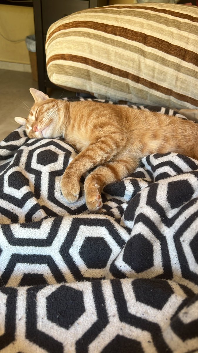 tippythekitten's tweet photo. somer lyf :) https://t.co/fvivIF4feg