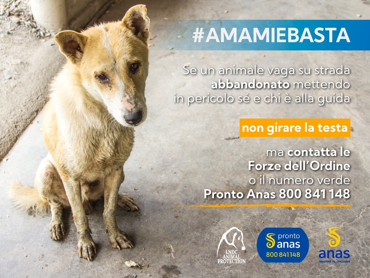 lndc_italia's tweet photo. In Italia ogni anno si registrano migliaia di incidenti stradali, spesso anche mortali, causati da animali vaganti o randagi.

Scopri cosa fare se trovi un animale vagante su strada ➡ https://t.co/C2UZOJMDIs

#amamiebasta 

@StradeAnas https://t.co/rUUKz3N0pM