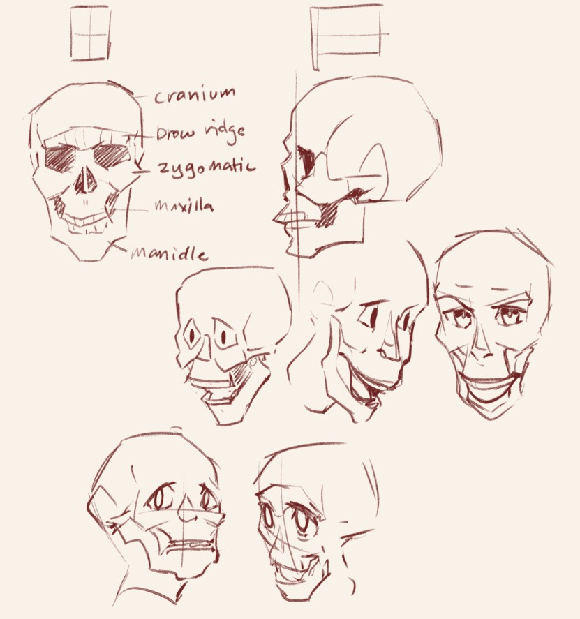 I should have learned how to draw skulls earlier, it's much easier to put on the facial features instead of the sphere and crosslines and stuff o(-< 