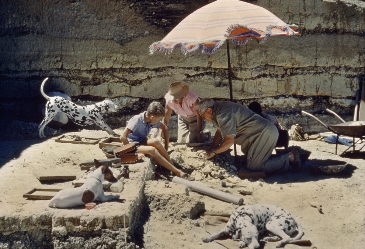 FossilHistory's tweet photo. Louis Leakey, discoverer of many fossil human ancestors and tireless promoter of the study of human origins, was born #OnThisDay in 1903. Pictured here excavating in Oldupai Gorge. A great episode from @OriginsPodcast, Louis telling his life story: https://t.co/UuAtQieAuo https://t.co/rXx58fs1Ir