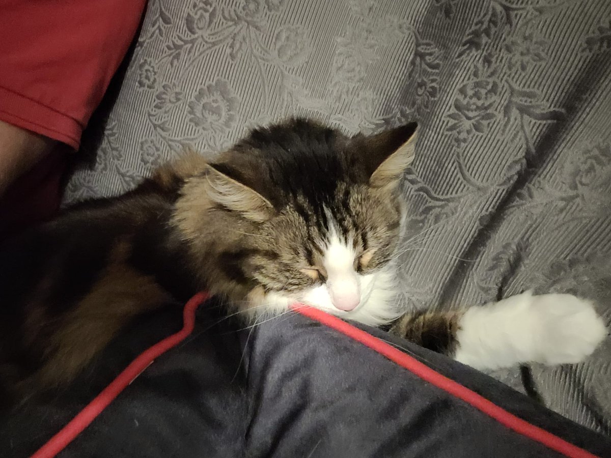 Update on sir pluis: he is totally fine now! All thanks to you guys! The hugs an donations! 😍#catsontwitter #adoptdontshop