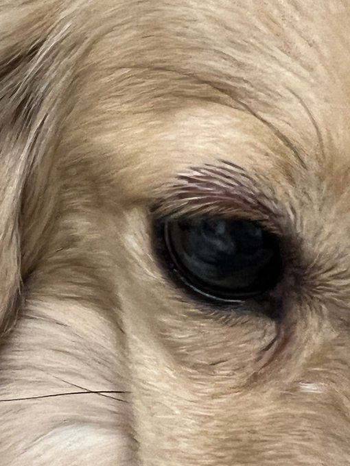 まぶた 高画質 のtwitterイラスト検索結果