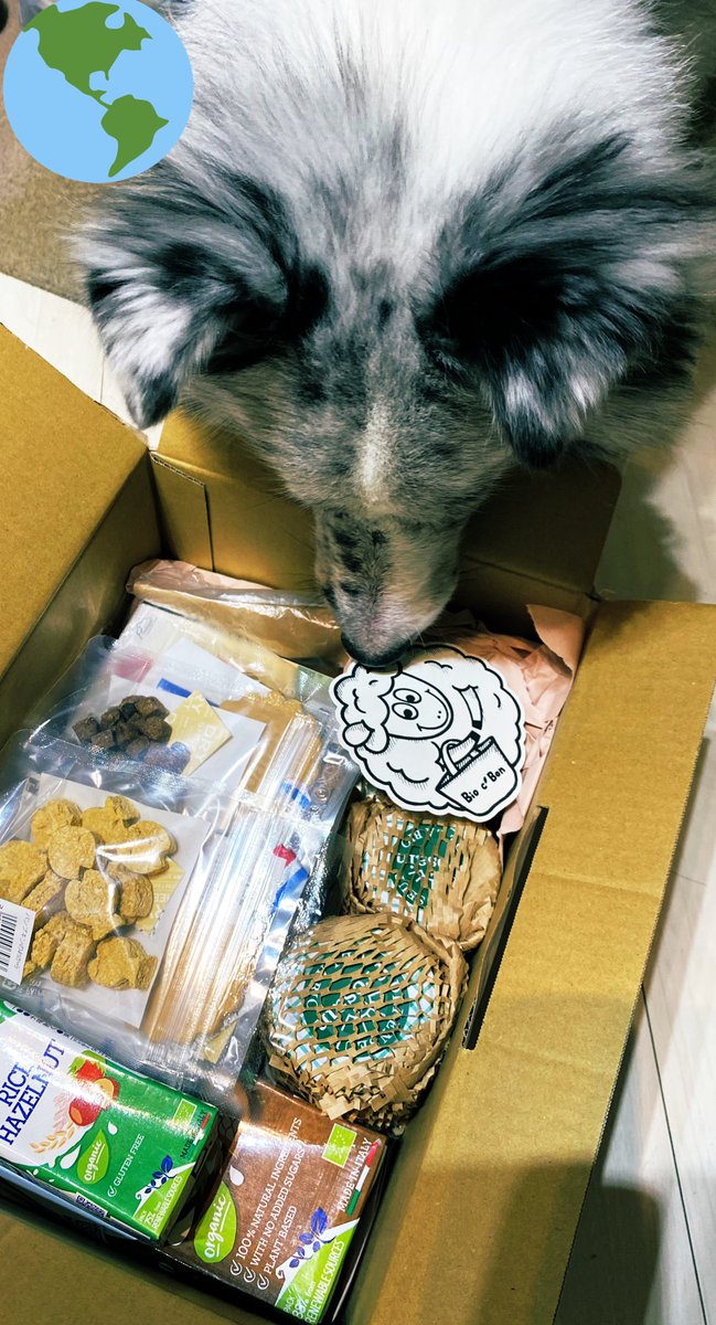 charles56364889's tweet photo. シャルルのお誕生日🎂用に
#ビオセボン
からの
お届けものが届いたよ💓

#シェルティ 
#シェットランドシープドッグ 
#biocestbon https://t.co/MOrfyPxeQA