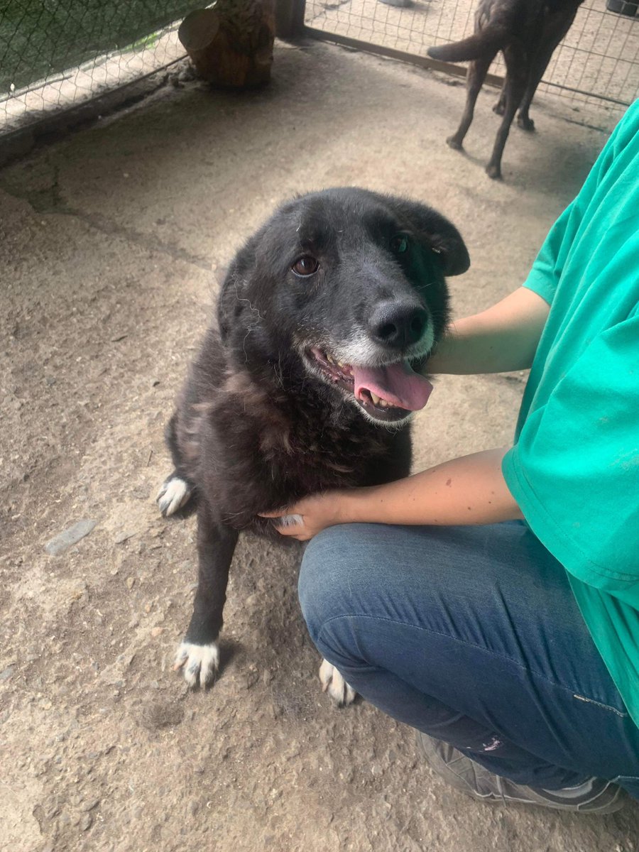 EverMore Dog Rescue tweet media