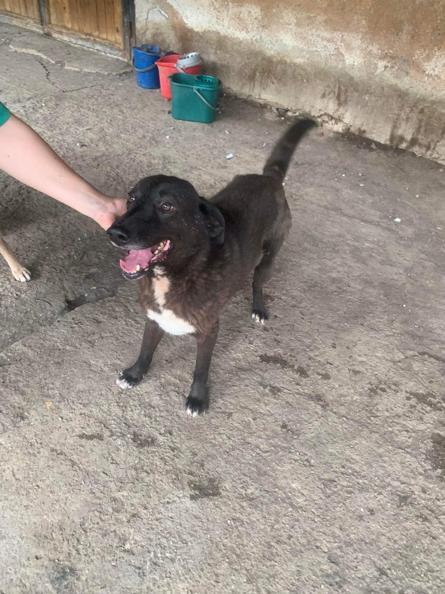 EverMore Dog Rescue tweet media