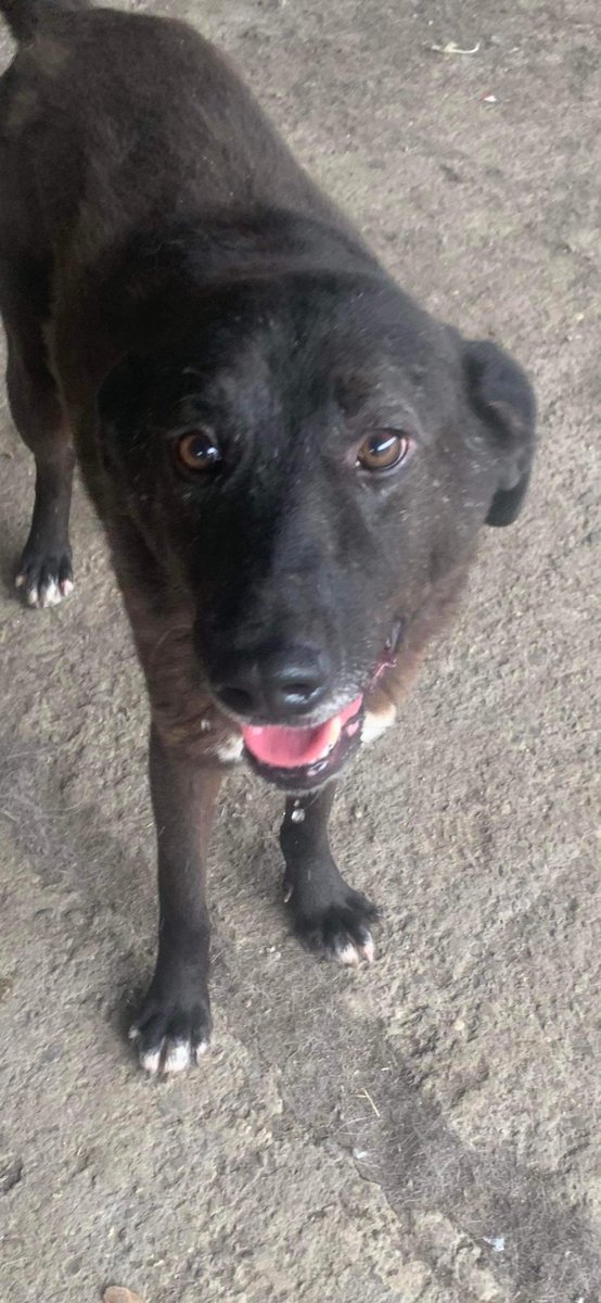 Two brothers, 8yo Jingles and Amadeus, been at the shelter since they were pups. For some reason black dogs are just not very popular…let’s hope we’re wrong on this occasion! It’s so upsetting as they are just such wonderful dogs. PLEASE RT so we can find their forever homes🐾