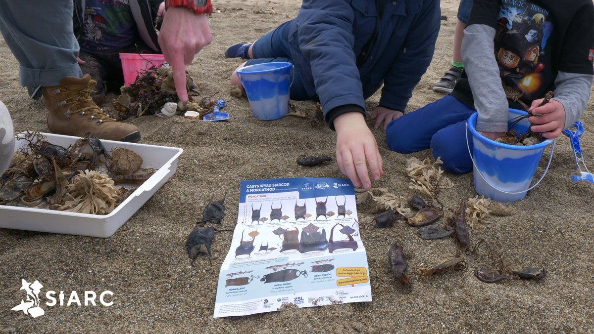 alltheelements_'s tweet photo. Are you based in North Wales? 

@ProjectSIARC are hiring a Local Community Organiser.

Working closely and learning from local communities and practitioners in Wales to help diversify opportunities for involvement in marine conservation. 

https://t.co/8Sxgll4kH0 https://t.co/RXTUm6LsMX