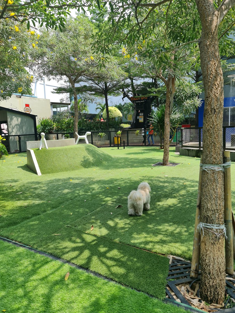 accaalisa's tweet photo. first time jalan2 berdua sm ollie naik grab car ke dog park. makasi mas driver udh bolehin bawa asu🥺 https://t.co/9ZjrXxJgdF