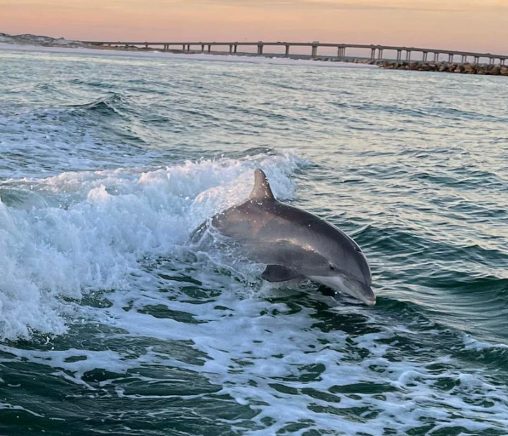 Crab Island Dolphin Tours (CrabTours) / Twitter