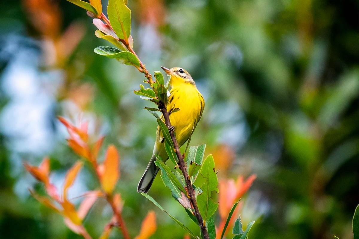 GF4Birds's tweet photo. Adding another Checklist bird today with the Prairie Warbler!

#instabird #birdsofinstagram #birdstagram #birding #feathered #birdphotography #nature #floridabirds #florida #birds #bird #naturepics #sonya7iii #prairiewarbler https://t.co/Fo47zDE3DR