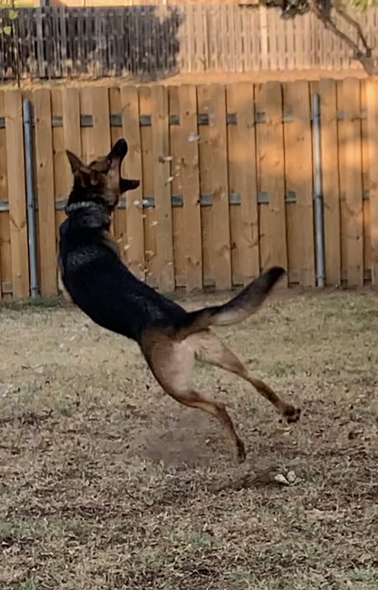 GPAS_TX's tweet photo. Happy #FosterFriday! Leyla Ali (A193412) might not be a pro Boxer- but she is light as a feather & quick on her 🐾.
Leyla loves to fetch, walks well on leash, is very smart & LOVES water! The best part, Leyla is housed-trained!
Meet Leyla this Sat. Aug. 6 at #PrairiePaws! https://t.co/jFFRoPqLeM