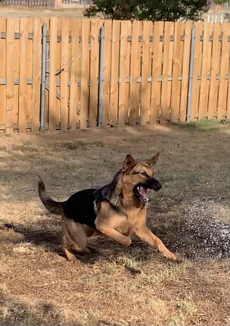 GPAS_TX's tweet photo. Happy #FosterFriday! Leyla Ali (A193412) might not be a pro Boxer- but she is light as a feather & quick on her 🐾.
Leyla loves to fetch, walks well on leash, is very smart & LOVES water! The best part, Leyla is housed-trained!
Meet Leyla this Sat. Aug. 6 at #PrairiePaws! https://t.co/jFFRoPqLeM