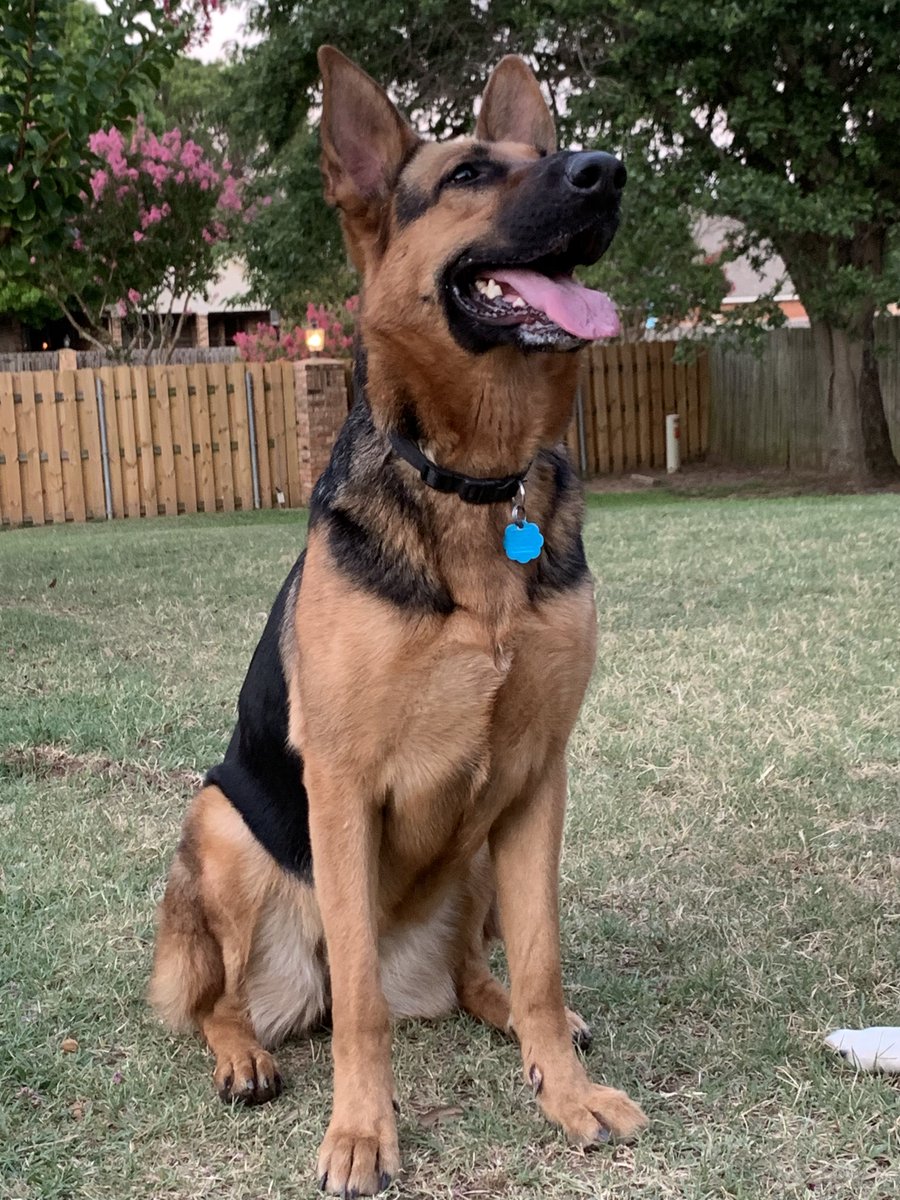 GPAS_TX's tweet photo. Happy #FosterFriday! Leyla Ali (A193412) might not be a pro Boxer- but she is light as a feather & quick on her 🐾.
Leyla loves to fetch, walks well on leash, is very smart & LOVES water! The best part, Leyla is housed-trained!
Meet Leyla this Sat. Aug. 6 at #PrairiePaws! https://t.co/jFFRoPqLeM
