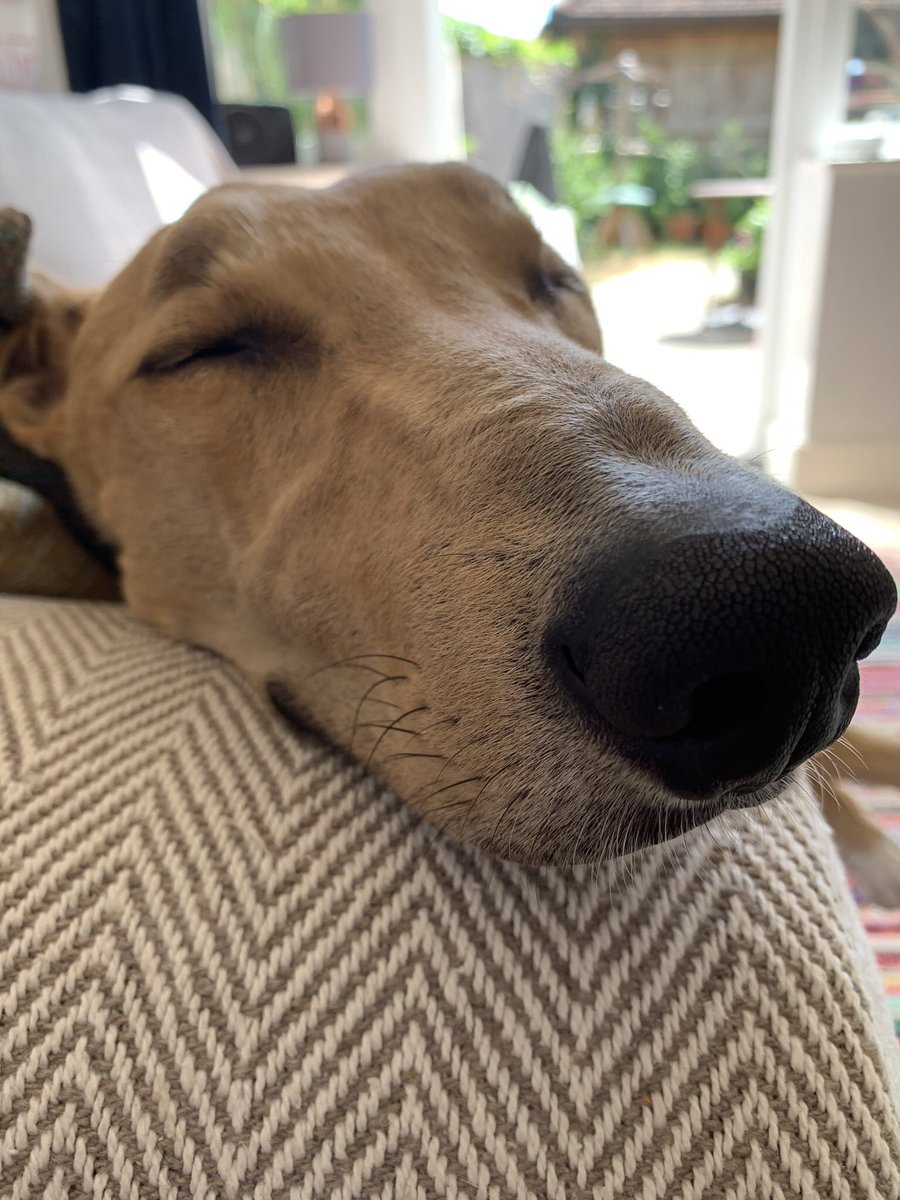 A snooter a day… #lurcherlife #AdoptDontShop #loveourlurcher #happydogday #FridayFeeling #happyhound