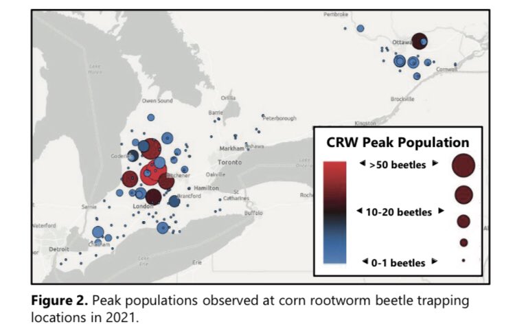 1) Dry years increase Corn Rootworm (CRW) larval survivability and decrease a plants ability to respond to or hide feeding damage (like they can in wetter years).  
2022 is showing increasing areas of concern regarding CRW populations with BT resistance in #OntAg.