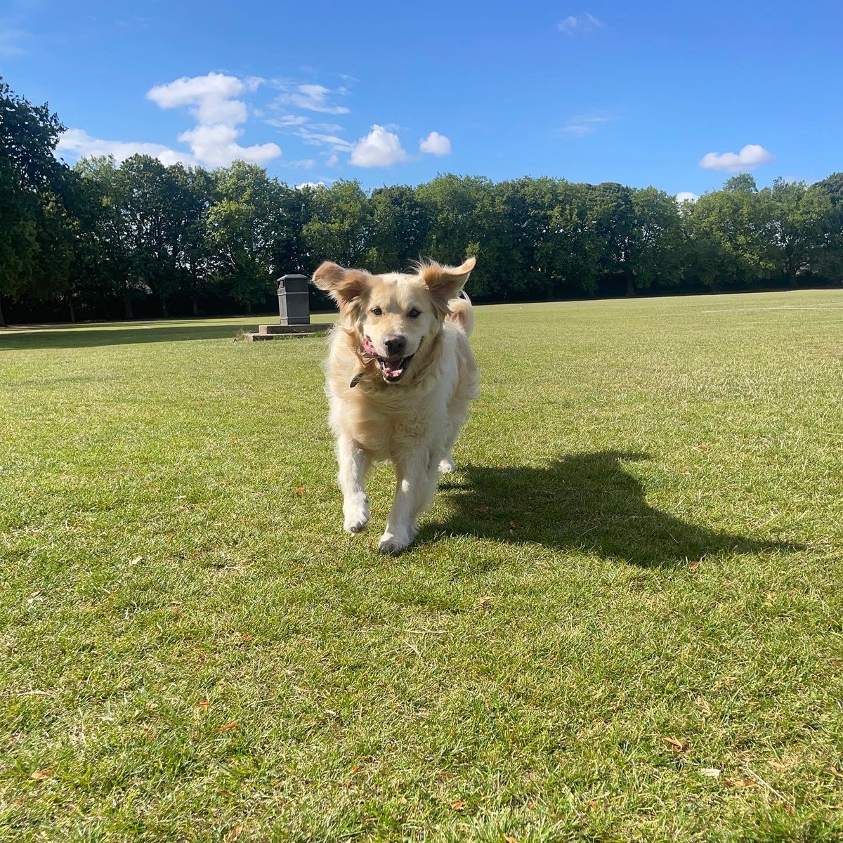 M4pooches's tweet photo. Jasper πΆπΎ #mooches4pooches #dogwalker #dogwalkingservices #premiumdogwalkingservices #solodogwalker #hessle #lifeofadogwalker #lovemyjob #dogs #doglovers #doglife #dog #dogwalkerslife #dogwalking #pet #pets #petcare #goldenretriever https://t.co/qTszLWT67y