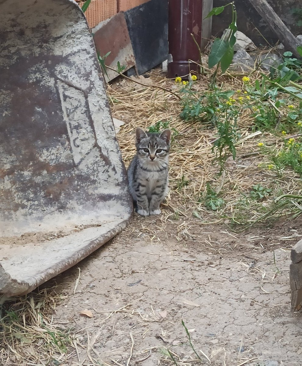 Bana neden yuva bulmadınız çirkinsem güzelleşirdim