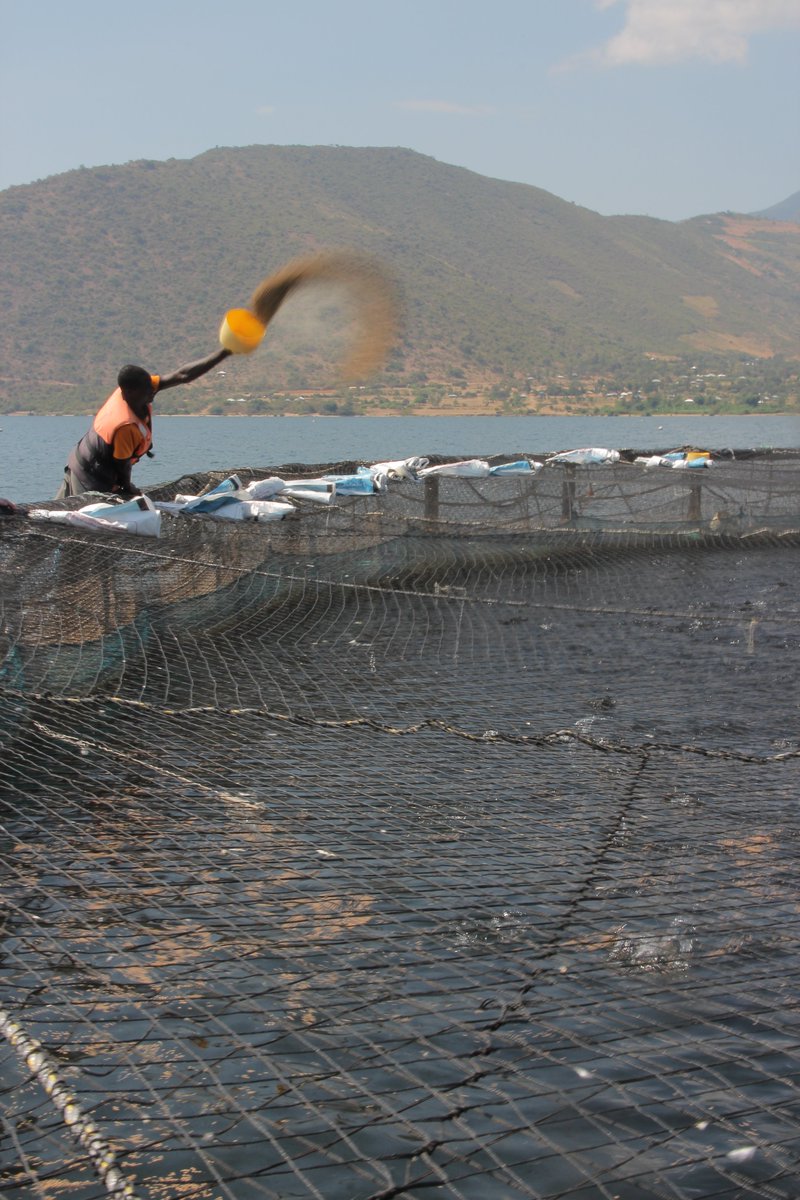ThinkAqua (@thinkaquaorg) on Twitter photo Richard Newton from <a href="/IoAStirling/">Institute of Aquaculture</a>, <a href="/StirUni/">University of Stirling</a> continues to work with protein production sectors in Kenya to understand the footprint of the supply chains for farmed tilapia, catfish, pork, beef, chicken and goat. Which one will be the most sustainable? #livestock #aquaculture Richard Newton from <a href="/IoAStirling/">Institute of Aquaculture</a>, <a href="/StirUni/">University of Stirling</a> continues to work with protein production sectors in Kenya to understand the footprint of the supply chains for farmed tilapia, catfish, pork, beef, chicken and goat. Which one will be the most sustainable? #livestock #aquaculture