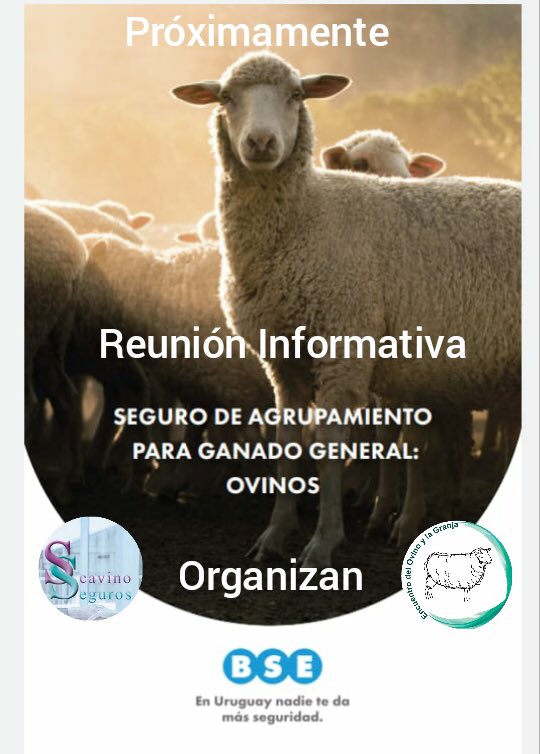 A estar atentos!!!!
Estamos organizando una instancia presencial para informar sobre el nuevo seguro para ovinos. En cuanto tengamos fecha informaremos !!! Gracias Scavino Seguros (Lucia Pereyra cel 097053745) por la preocupación en este tema, haciendo el nexo con el BSE