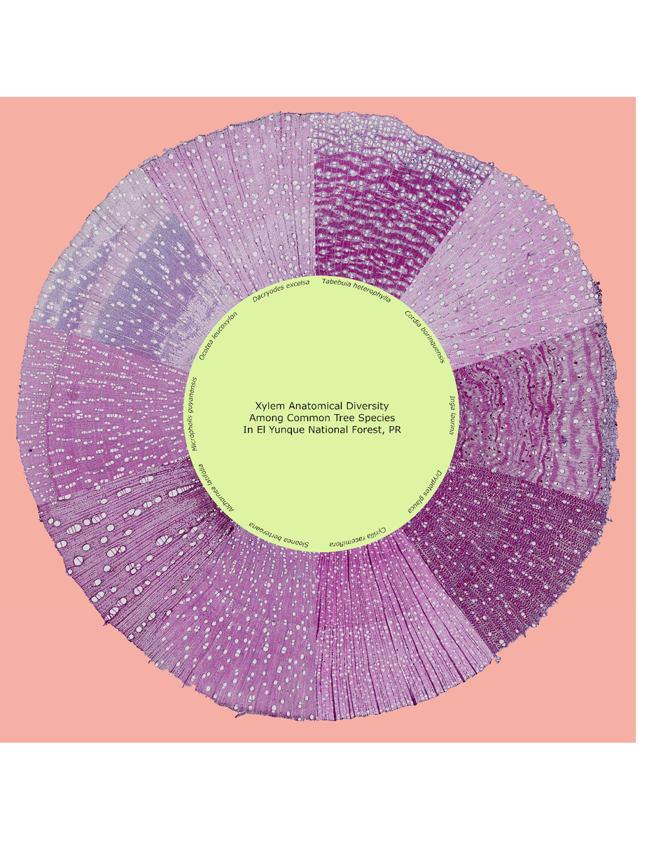 LUQLTER's tweet photo. Sam Farrar - Wood anatomical diversity

The wood of tropical trees exhibits an incredible amount of anatomical diversity which is linked to structure and transport functions. I am analyzing this variability to better understand the impacts of drought stress on trees. https://t.co/tP3Cxhxobv