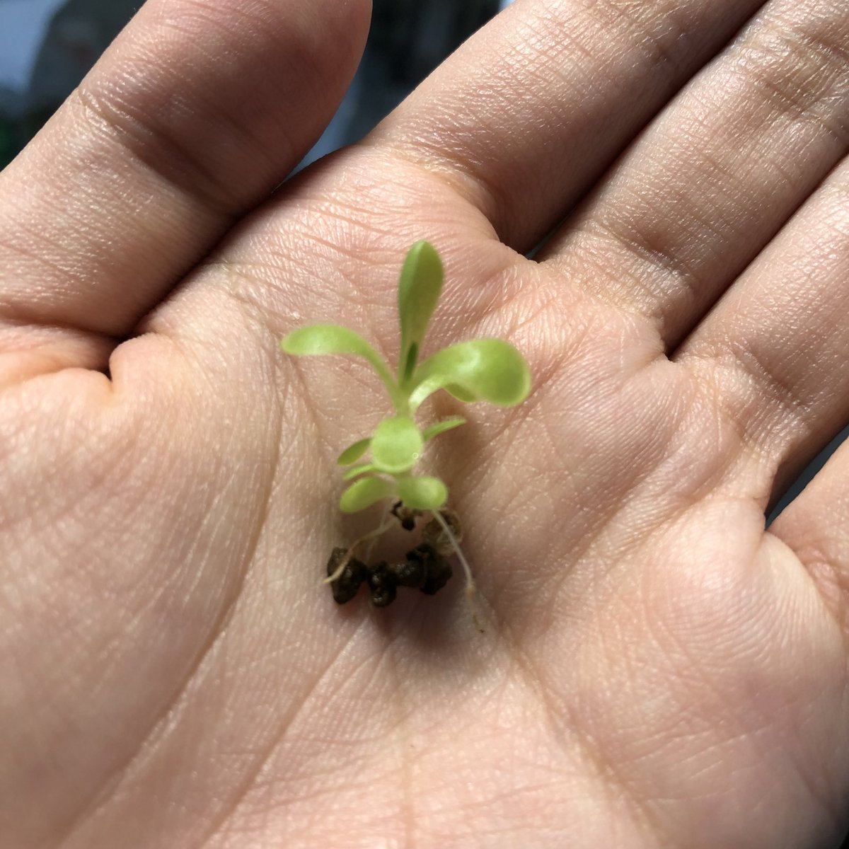 며칠 볕 안들었다고 오지게 웃자란 내 돌나물들.....😂😂😂 이건 배신이야