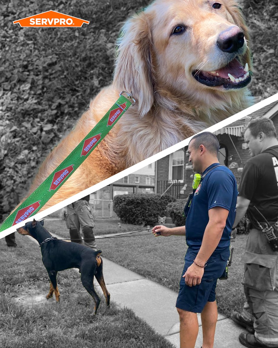 Servpro_SWC's tweet image. After learning their local fire dept. used a shoelace to secure a scared dog after a rescue, SERVPRO of Oakville/Mehlville jumped into action.  With 28 fire depts in their service area, they ordered hundreds of leashes and collars so 2 could be placed on each rescue vehicle.