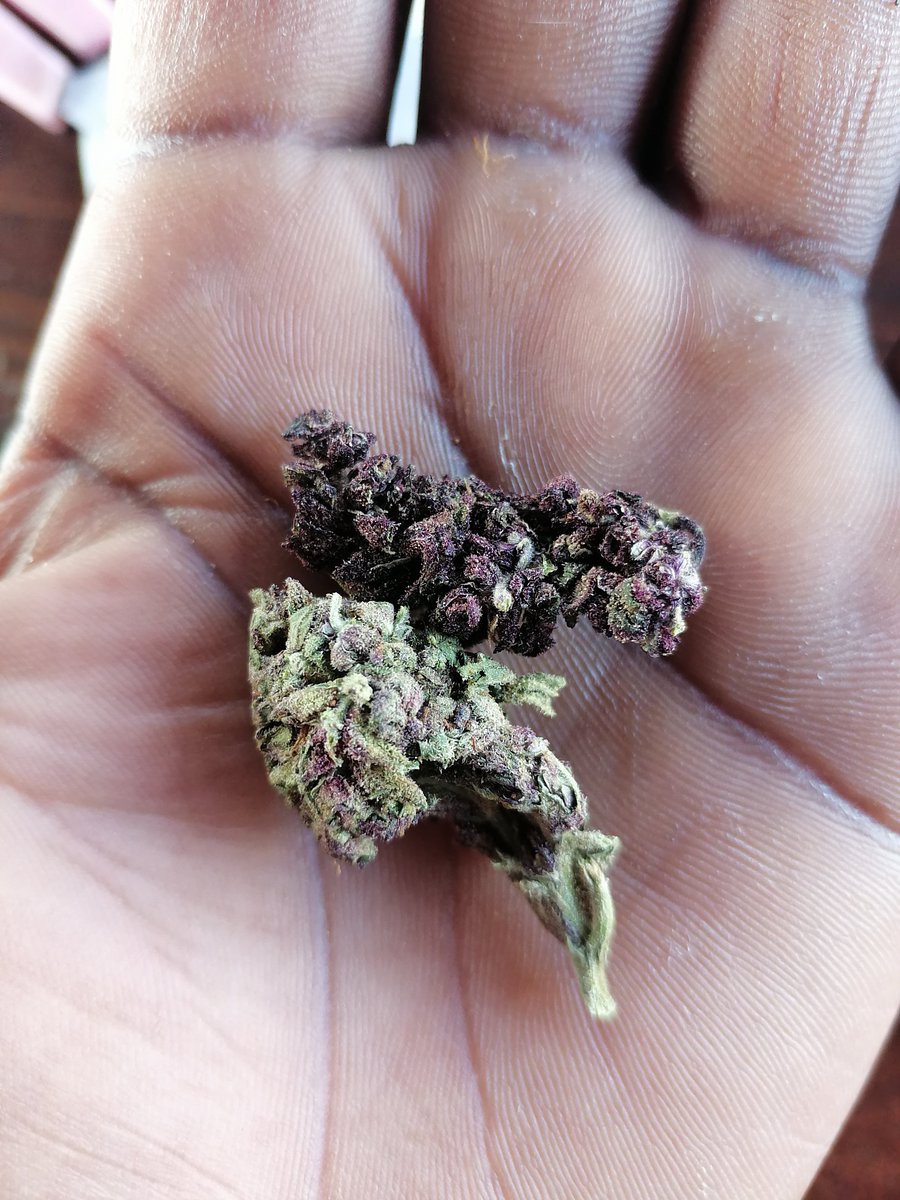 gudxiit's tweet photo. #Mmemberville

Blackberry kush🍃🔥 https://t.co/qFh18hmrAY