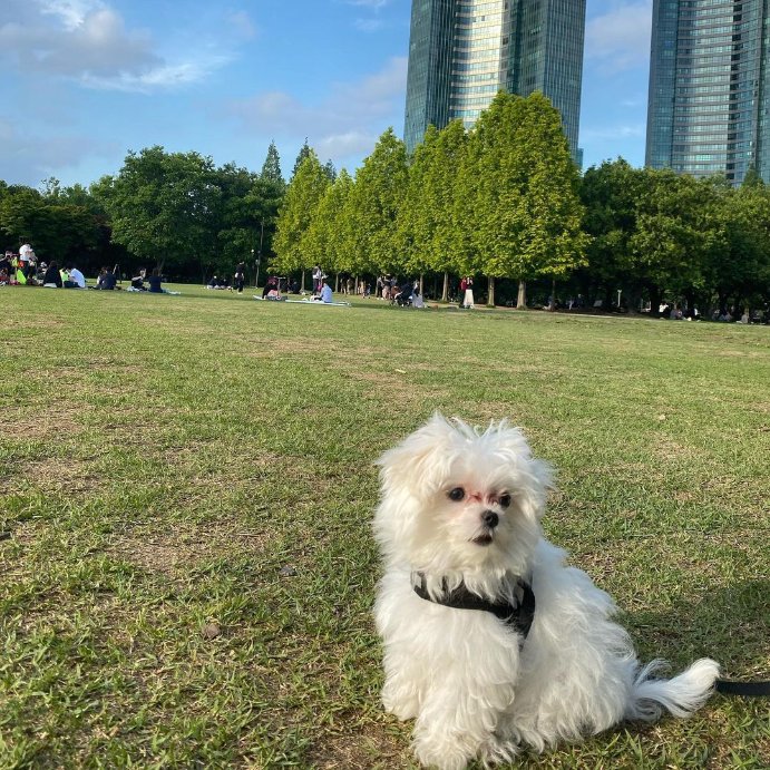 DanielleHiu's tweet photo. My best friend has a fur and a tail!~🐶 🥰 #loveanimal https://t.co/PiSZWzTHOI