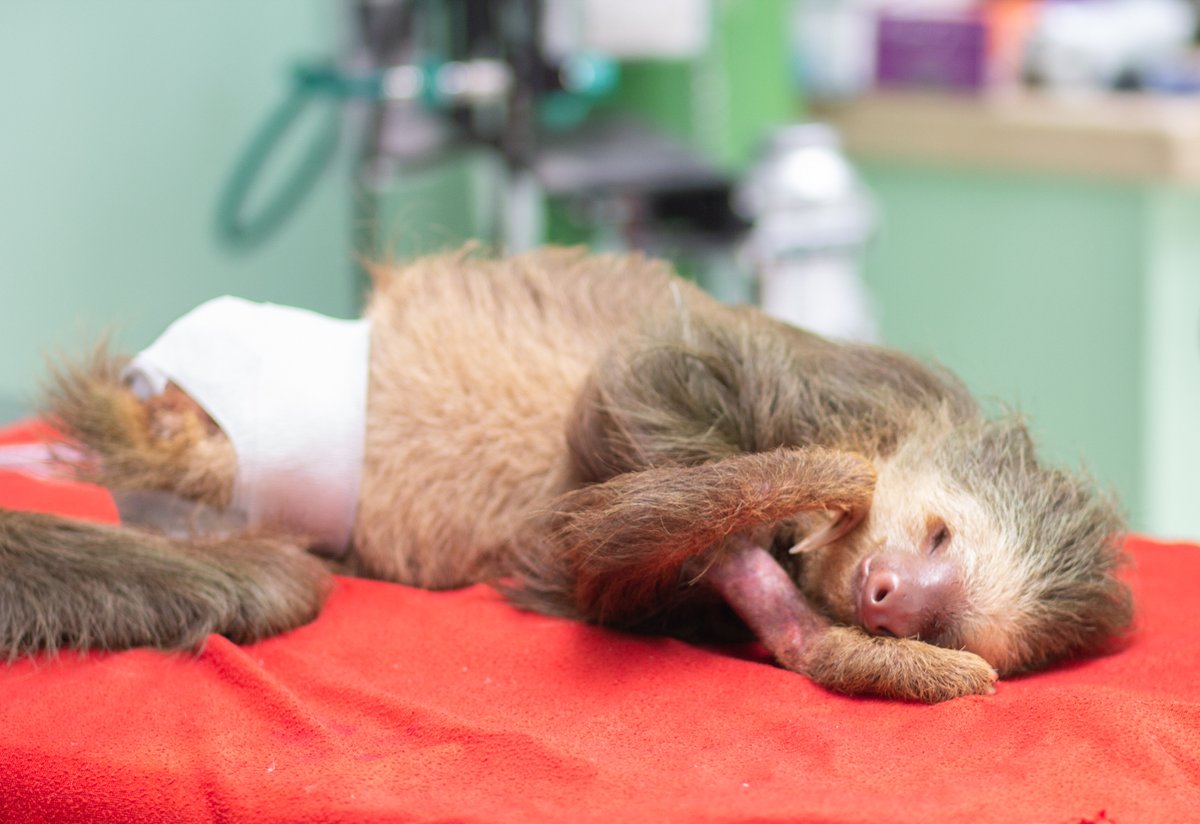 $417 Needed for Ricardo the Sloth 😰 - mailchi.mp/db184e87a505/r…