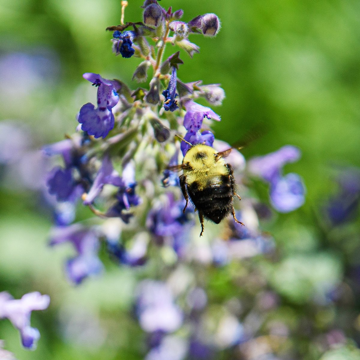 Beesponsible tweet media