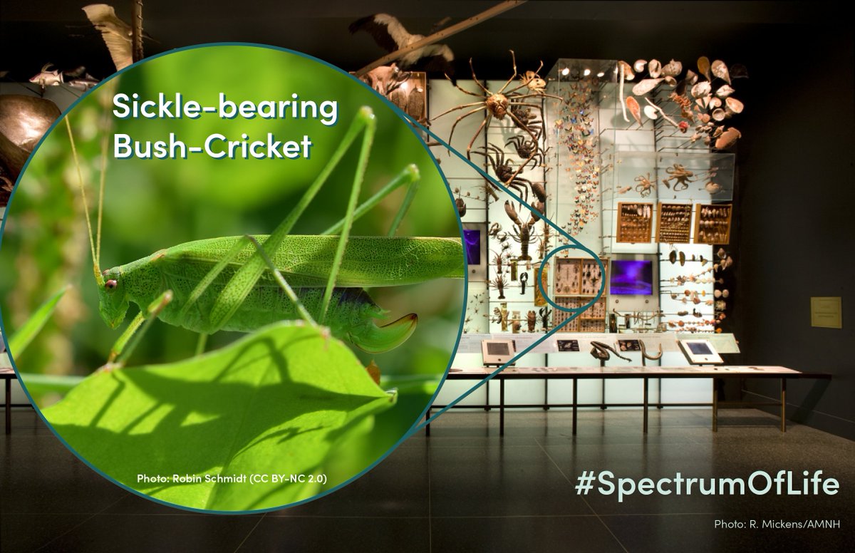 CBC_AMNH's tweet photo. Next in our exploration of the @AMNH Hall of Biodiversity's #SpectrumOfLife is the sickle-bearing bush cricket! These bright green insects can be found in warm grassland and scrub environments throughout central and southern Europe. https://t.co/D8F1hQvdkZ