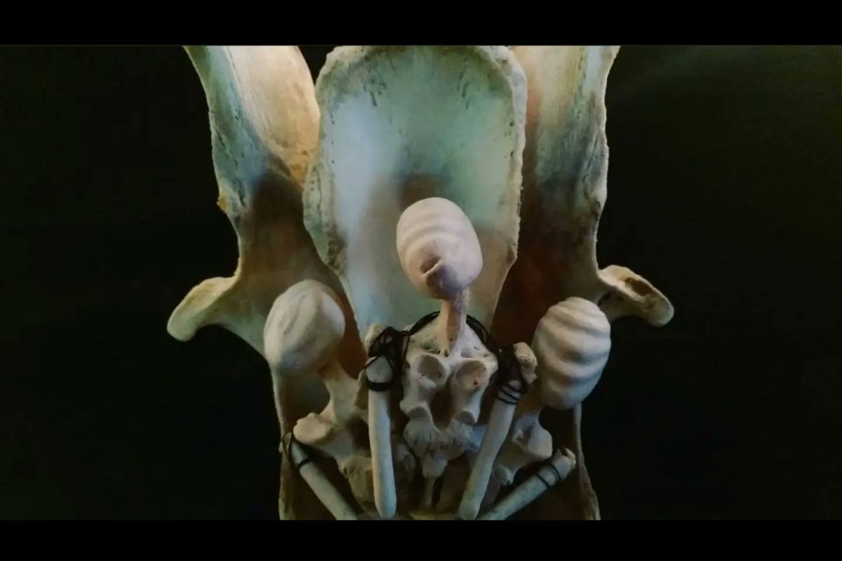 ErinFist's tweet photo. three.
#sculpey #clay 
#bones #sculpture https://t.co/Eah8FwaMWV