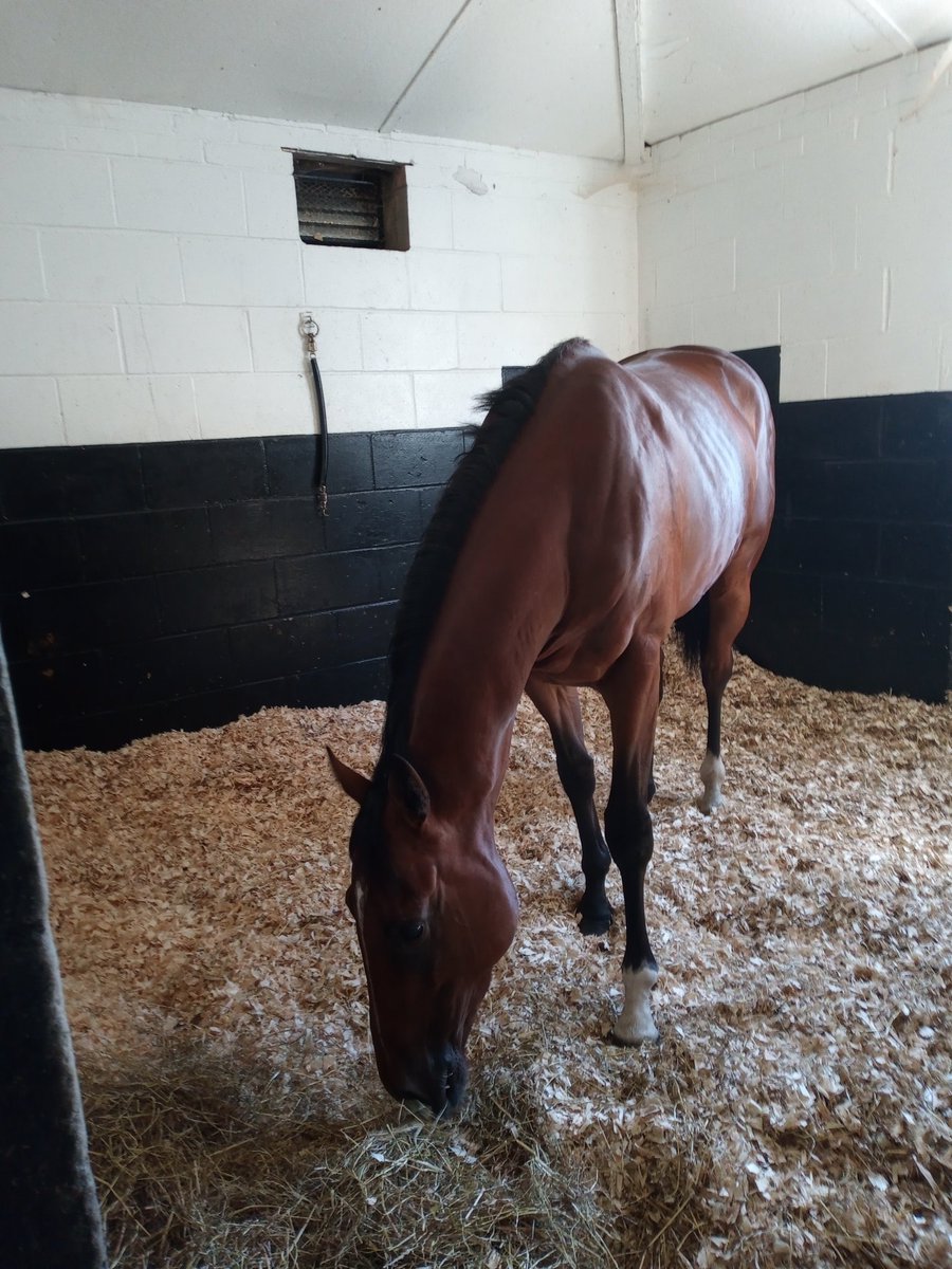 Piscean_Dee's tweet photo. Loved seeing #Englebert at the @jamesferguson89 stable visit in Newmarket this morning. Another fantastic event organised by @ownersgroupuk for the owners. https://t.co/Zd7sJr9r0Y