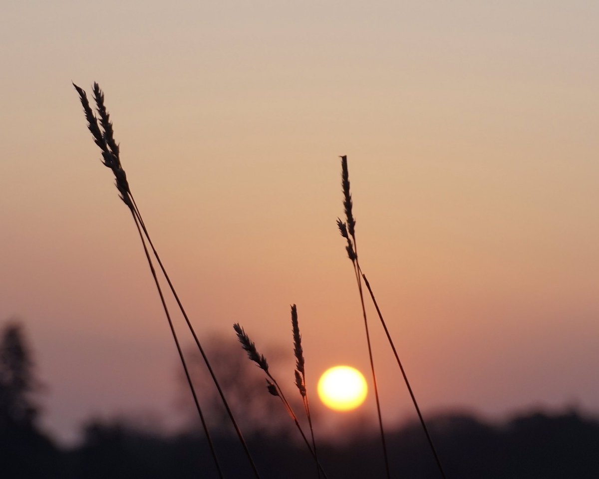 A Norfolk Sky. The beginning of a new day, with all it brings. A symphony of birdsong to the rising of an orange ball.

#norfolk #northnorfolk #sunrise #inspiration #photography #norfolkskies #skies #photographylovers #naturelovers #NaturePhotography
