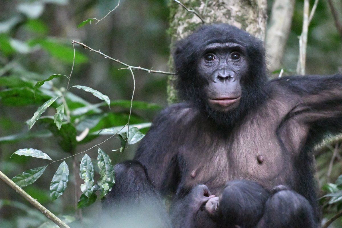 ✨We're hiring a camp manager at Kokolopori, DRC✨ 

Come join our team! Housing/food/travel covered, stipend provided. Please see posting below and reach out with any questions. 
tinyurl.com/2p8r7jjd