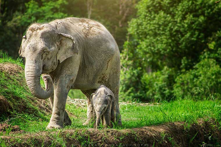 luxworldyoga's tweet photo. Day 6 - Thailand Women's Spiritual Immersion Experience |  Nov. 10-22, 2022
Elephant Sanctuary Park 
Feeding, bathing and playing with the elephants!❤
> https://t.co/1Edg2jwWLi

#thailandtravel #iloveelephants #spiritualjourney #sacredjourney #WellnessTravel #womenstravel https://t.co/Y7PFyhU4ye