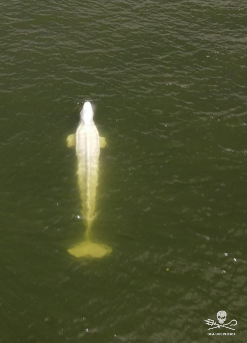 Beluga dans la Seine : nous sommes avec lui actuellement,  l'animal est extrêmement amaigri. L'urgence absolue est de tenter de le nourrir, ce que nous allons faire aujourd'hui. La réussite de l'opération dépendra de sa réaction.