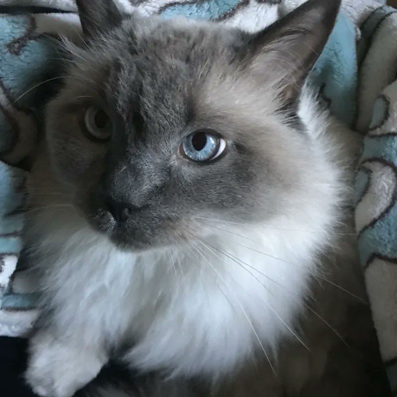 It's time to log off for the weekend, right? That's what Olive and the other #PetsofAttune are telling us--and who can say no to that face 🥺