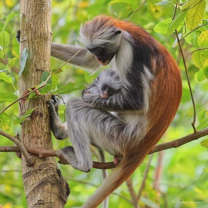 Jozani Forest se trouve à 35kms du Sud-Est de Stone Town avec une superficie d'environ 1.000 hectares, elle est la seule forêt naturelle restant sur l'île d'Unguja. On y trouvait autrefois antilopes et léopards. À l'heure actuelle, c’est l'habitat des singes colobes rouges