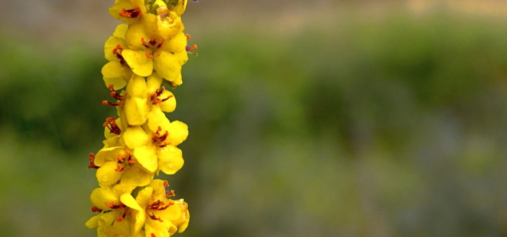 Die Königskerze ist eine leicht zu kultivierende Pflanze, die in ganz Europa, im gemäßigten Asien, im Himalaya und in Nordamerika vorkommt und von der es etwa 250 verschiedene Arten. #Blüten #Königskerze #Pflanen #Selbstversorung #Wurzel

unserneueswir.de/essbare-pflanz…