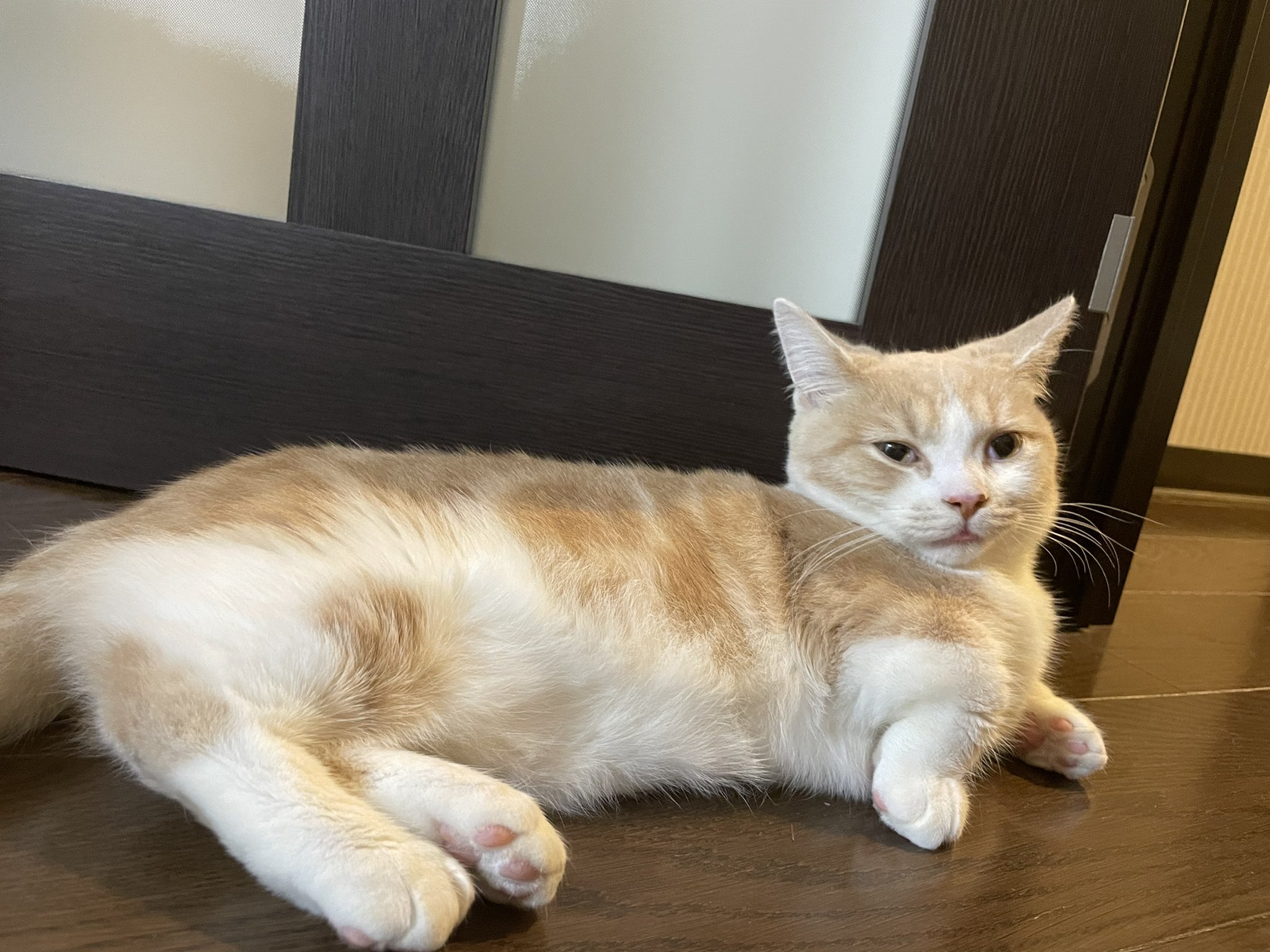 ゆきまろクエスト 術前検査で停留精巣という状態 ニャン玉が体内に隠れてしまっている で 去勢手術が受けられず 1 ぐらいですごく珍しいみたい 一日中病院で帰ってきてからもぐったり 猫 ねこ Cat マンチカン ゆきまろ かわいい 猫好き