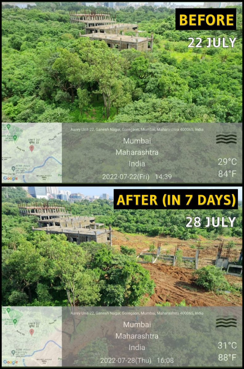zoru75's tweet photo. The trees in MMRCL's own Miyawaki Forest have grown into a 15-20 feet high dense forest, in last 1 year 

But, according to them, in the real Forest, only bushes have grown over last 2.5yrs

Shame on @MumbaiMetro3 &amp; @Dev_Fadnavis Govt for lying thru their teeth!
Shame!!! https://t.co/K8YNCDhgs4