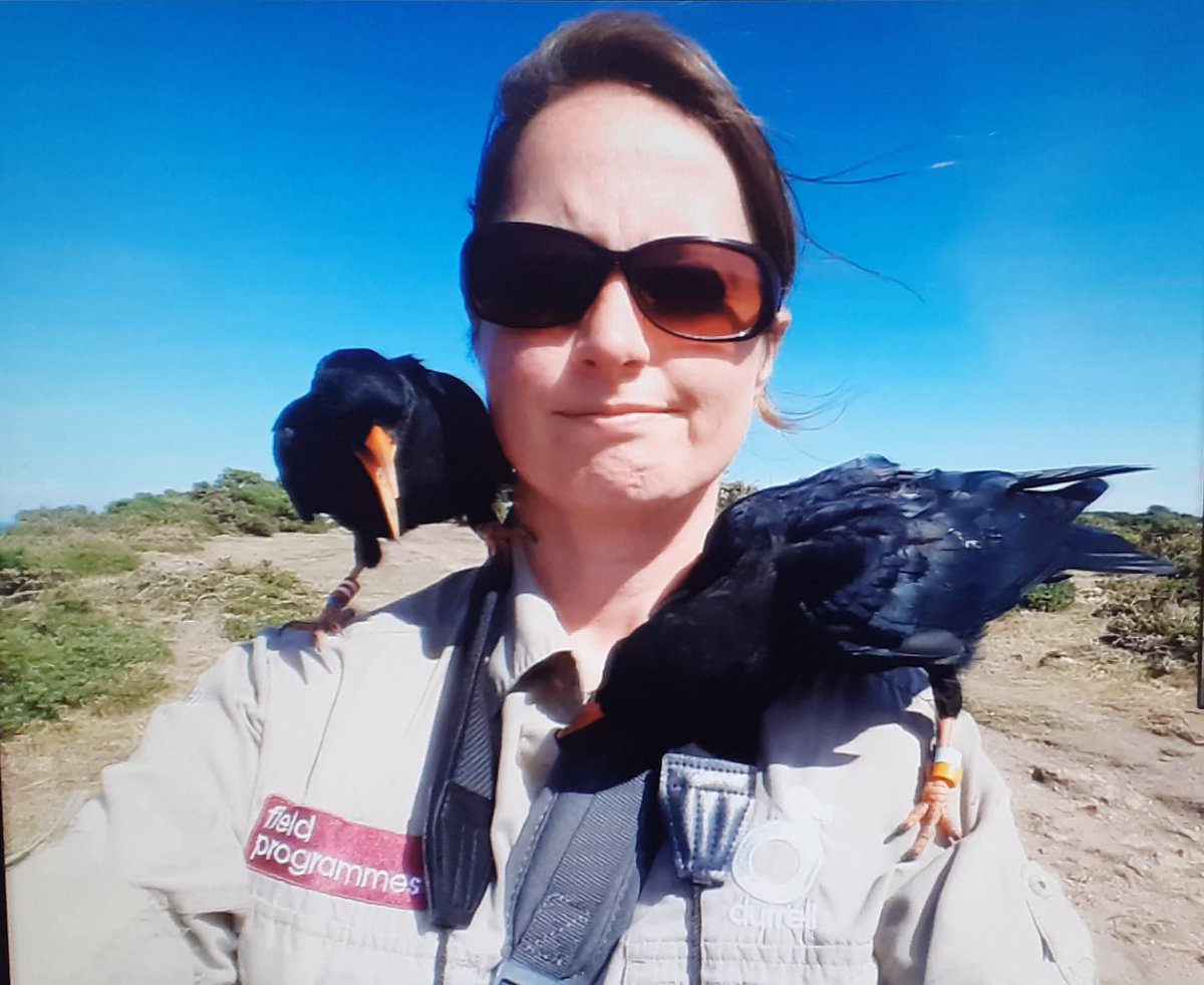Our chough release project in partnership with <a href="/KentWildlife/">Kent Wildlife Trust</a> is gearing up! Liz Corry, our Kent chough release supervisor is hard at work training our birds in preparation for their release within the coming weeks. Keep an eye our social media for future updates! Not long now!