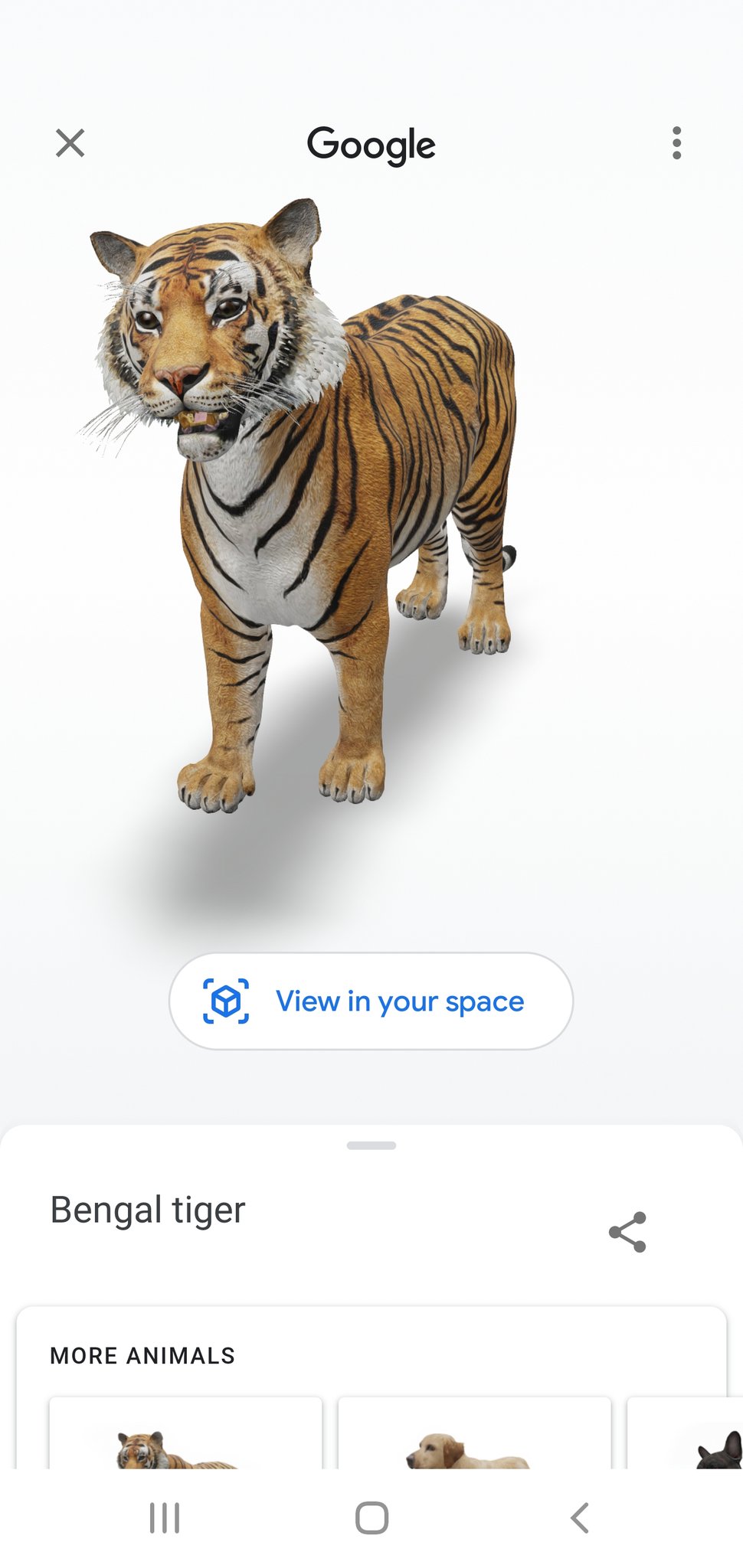 How to Use Google's View in 3D Feature to See Animals