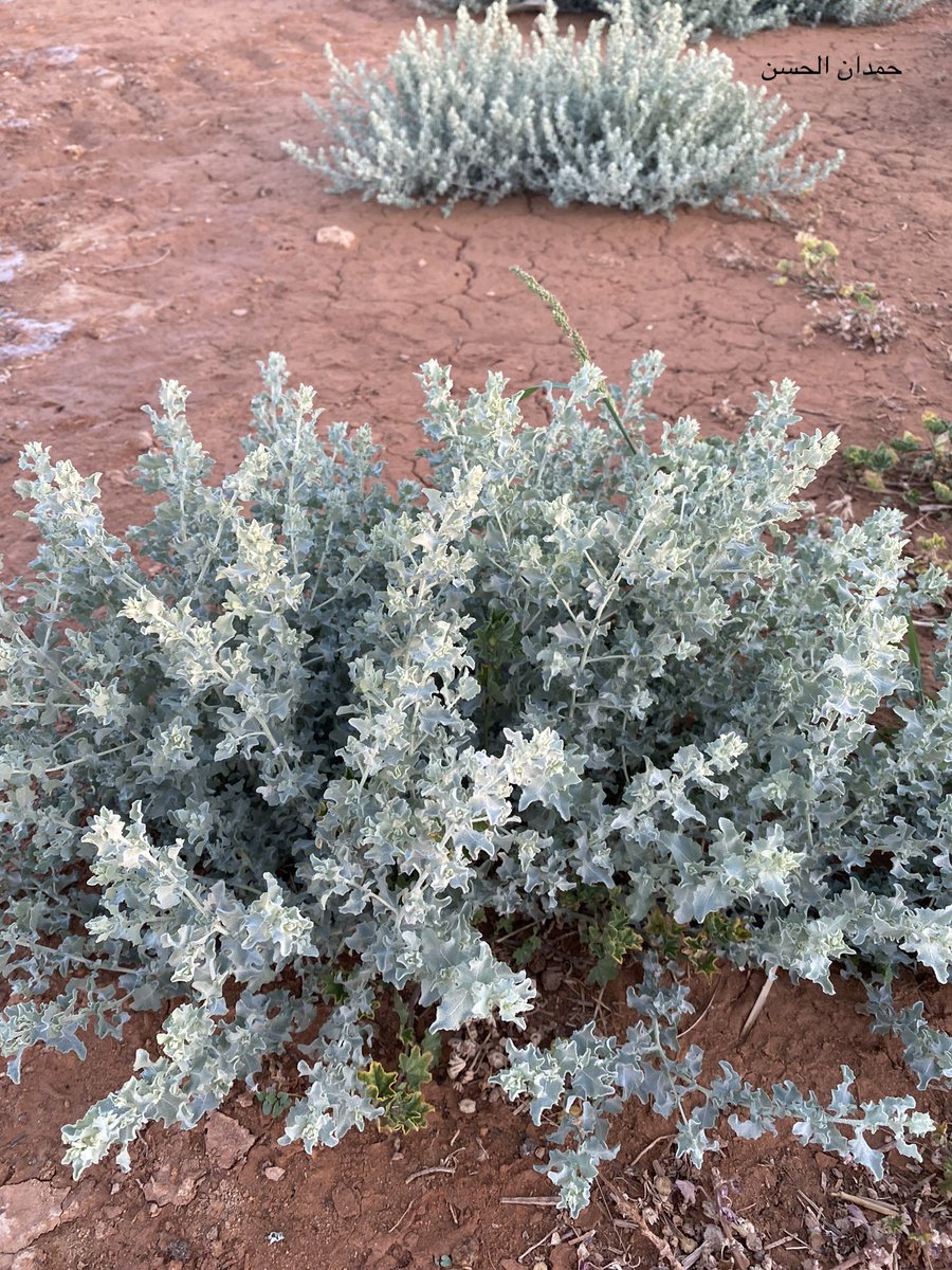 الرغل : من أهم شجيرات الحمض العشبية ، سريع النمو ، كثيف الاوراق ، ذو انتاجية رعوية عالية ، رعوي ممتاز ، مقاوم للجفاف ، يمكن اكثاره بنثر البذور وزراعة الشتلات ، ينتشر في الفياض والشعاب والاودية  ، ويعد من اهم الشجيرات التي يلزم التركيز عليها في استزراع المراعي