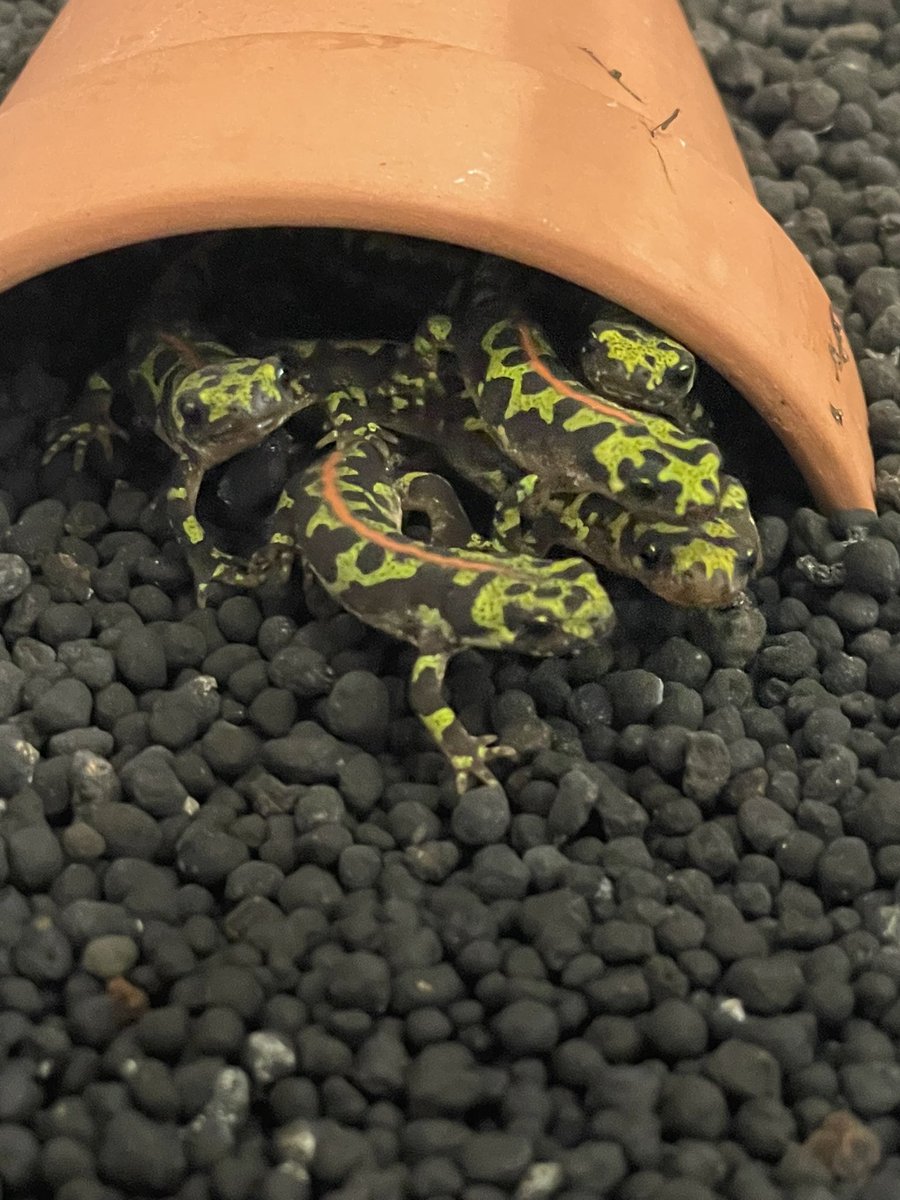 マダライモリとは 特徴や寿命 飼育に必要なものも併せて紹介 あにまろ る
