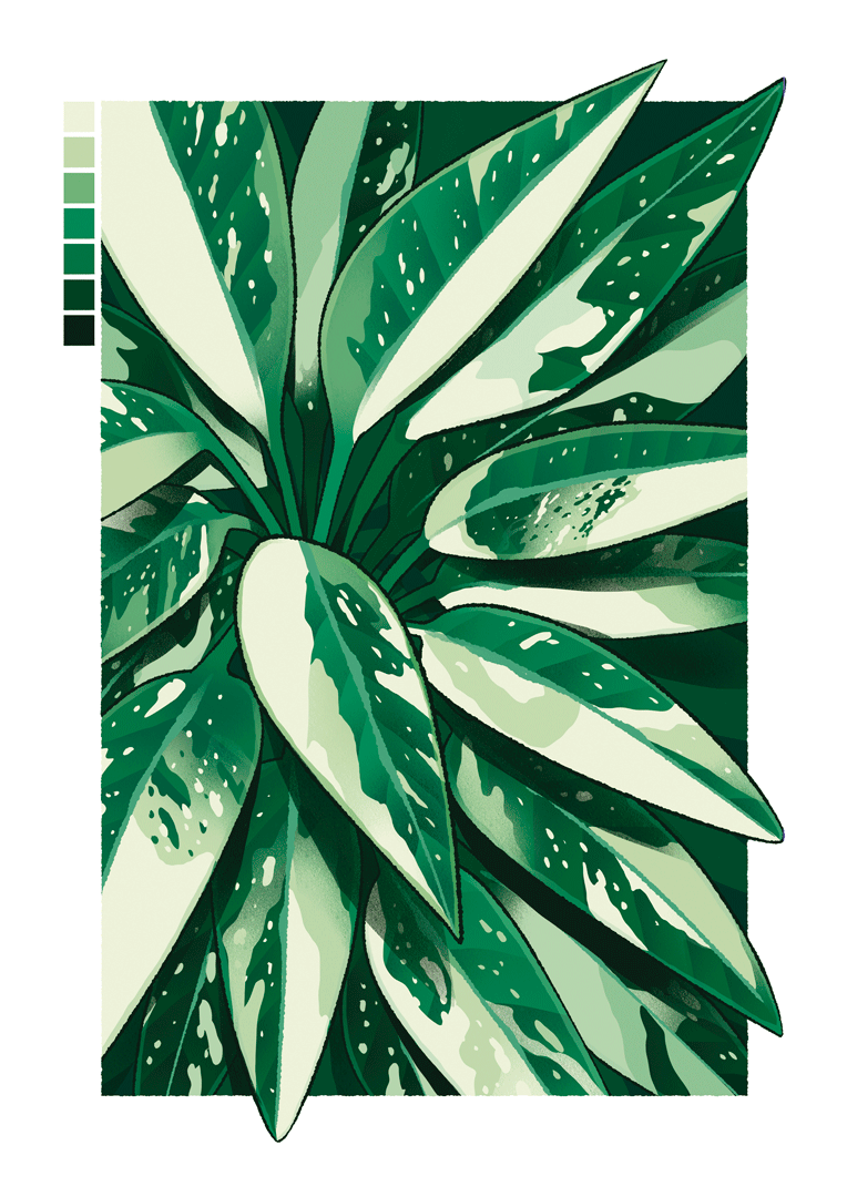 dokirosi's tweet photo. monstera standleyana variegata🌿 https://t.co/SBElzsB55e
