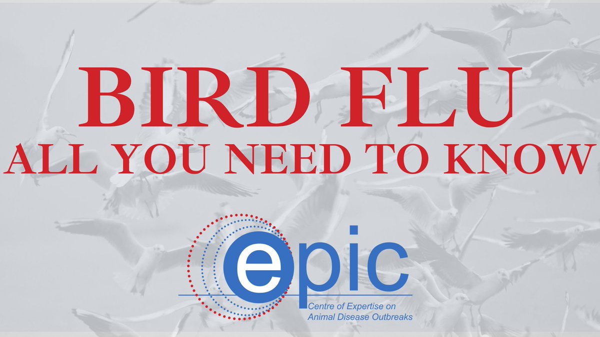 Bird Flu in Scotland - Here’s all you need to know about avian influenza: what it is, the latest guidance, and what do to if you spot a dead/sick bird.

⬇️⬇️⬇️
epicscotland.org/news-events/in…