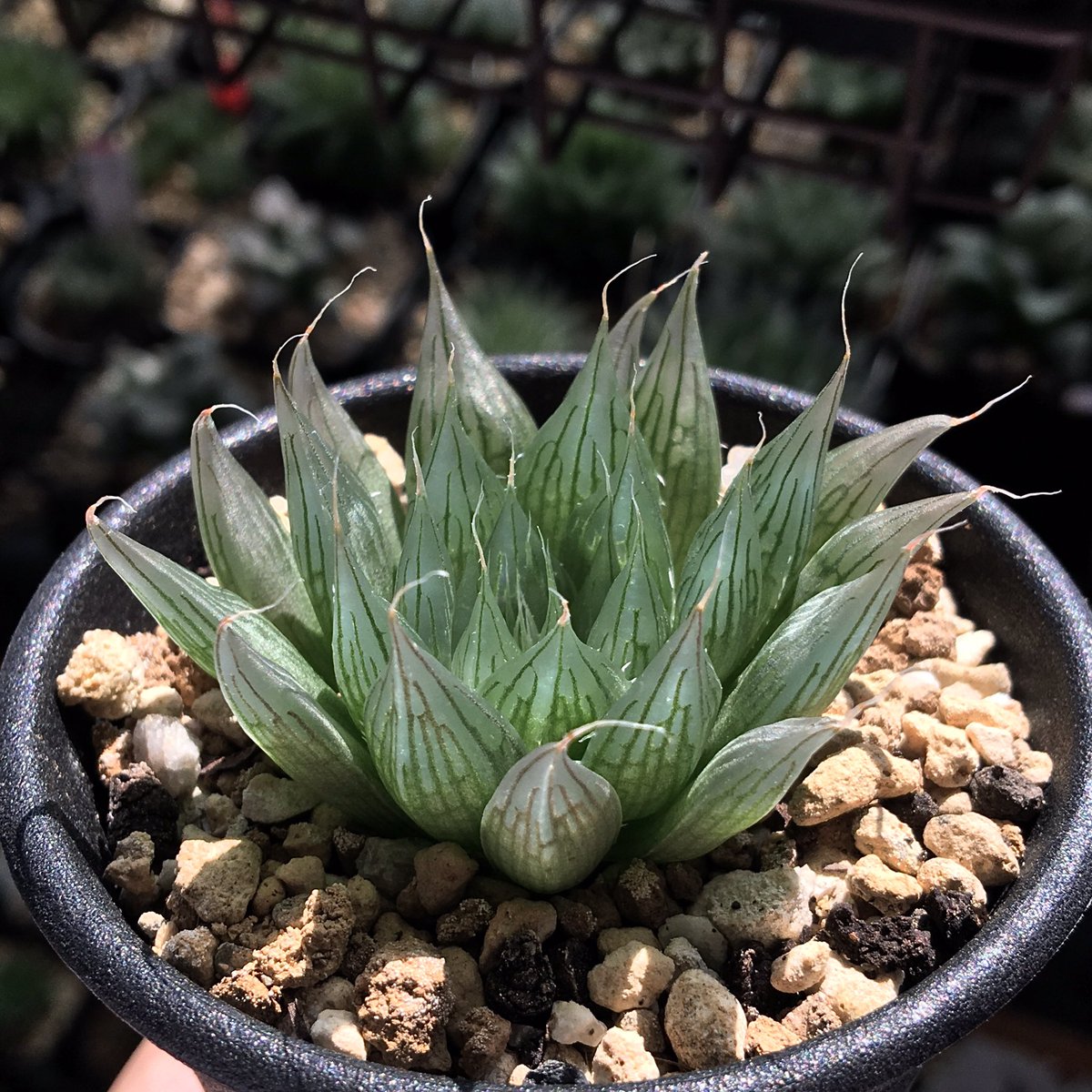 毛先は守れなかった Haworthia cooperi (aquea), MH 05-10-3, E of